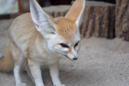 Desert fox animal cute