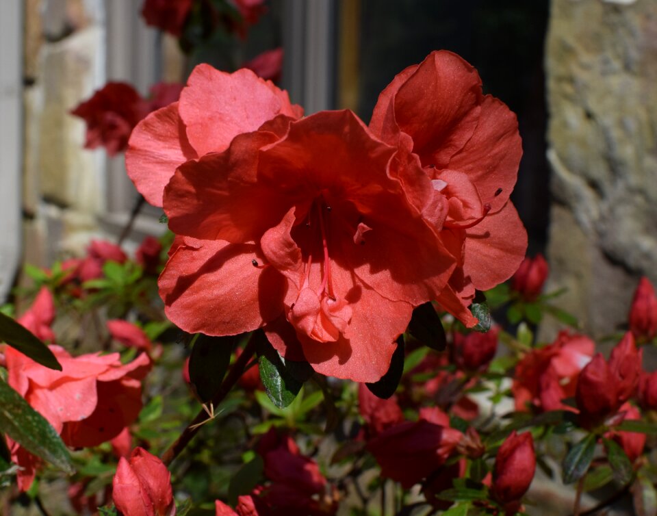 Blossom bloom shrub