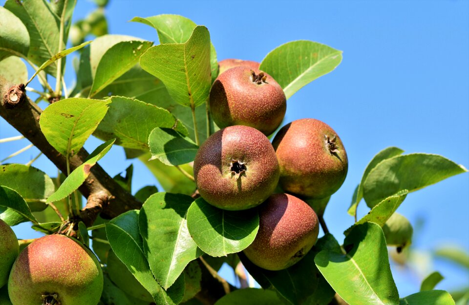 Apple orchard branch fruit trees