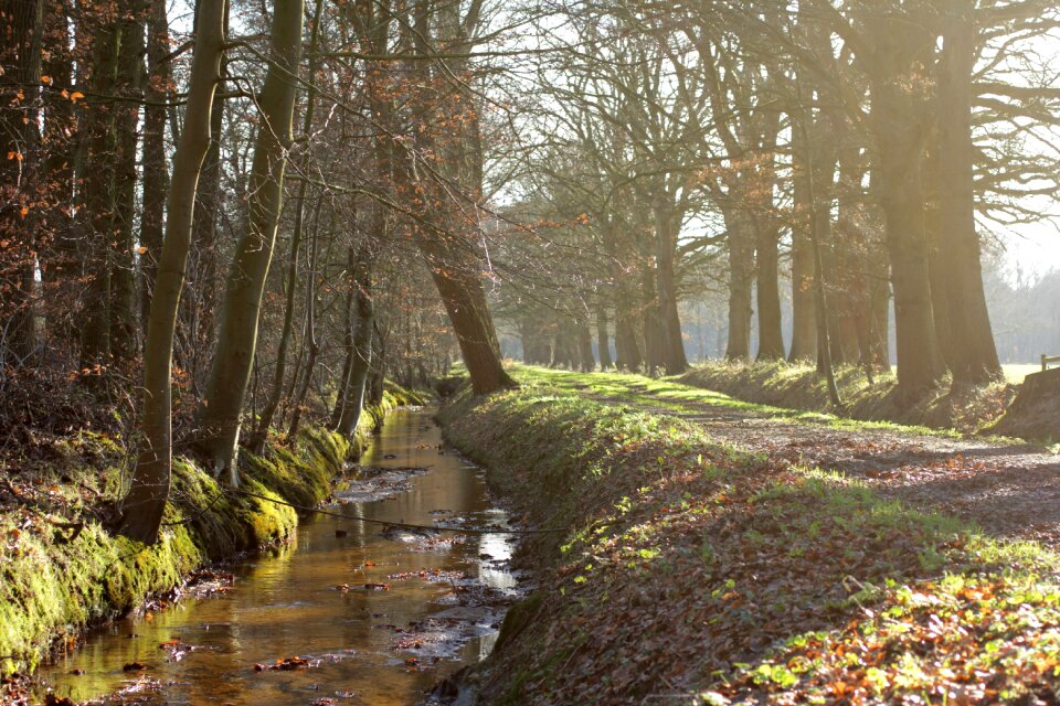 Creek winter forest