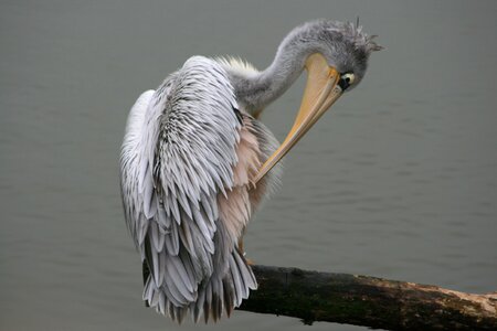 Pelikan feather fish-eaters photo