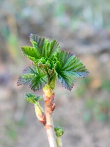 Spring currant pulse photo