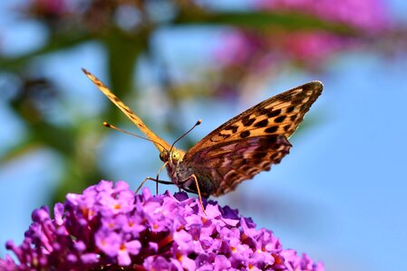 Wing orange insect