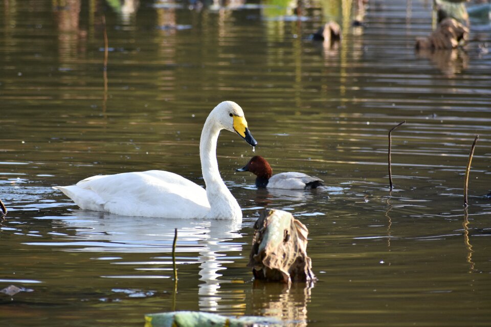 Bird wild birds waterfowl