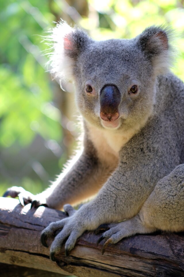 Bear koala Free photos