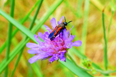 Invertebrates wasps at the court of