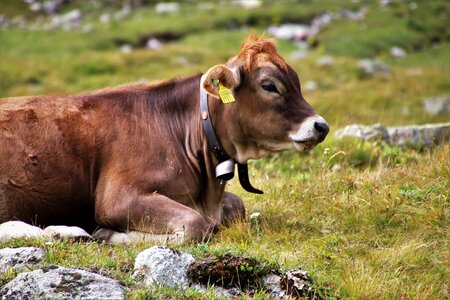 Beef meadow alpine