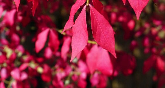 Autumn plant leaves
