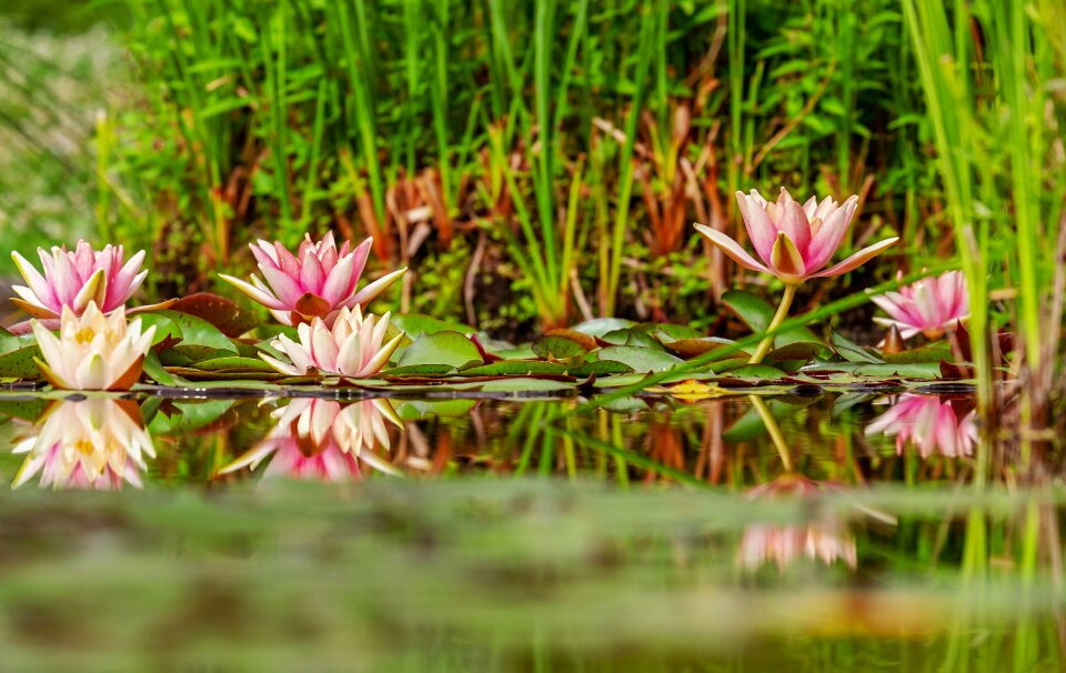 Nature pond nuphar lutea