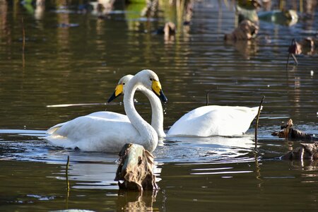 Bird wild birds waterfowl photo