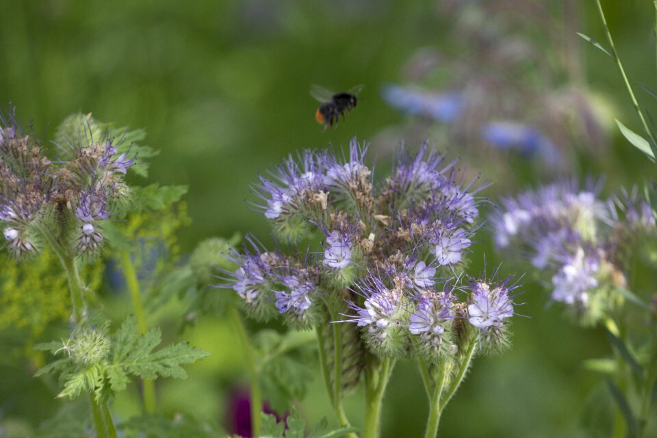 Flower wildflower plant photo