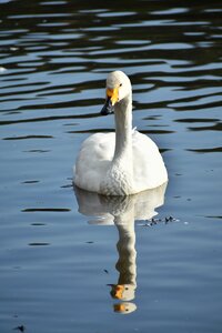 Bird wild birds waterfowl