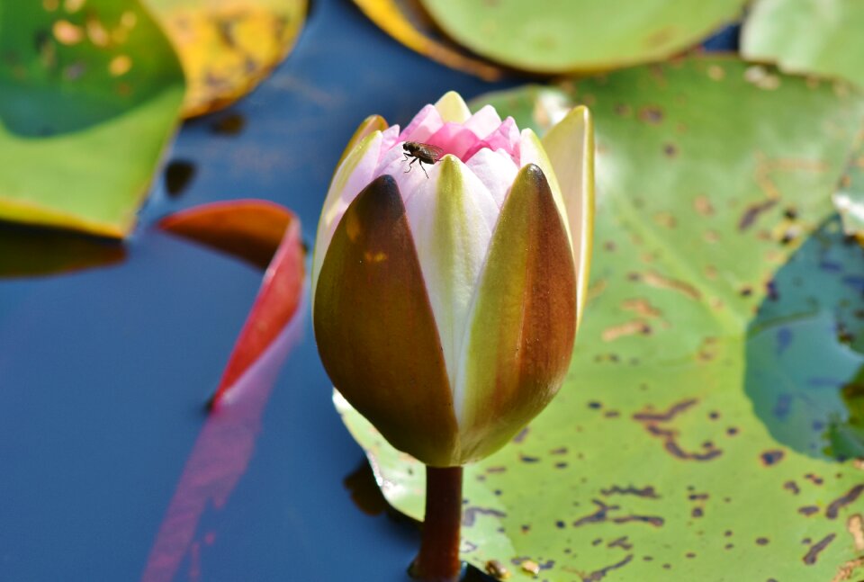Bloom nuphar lutea water flower