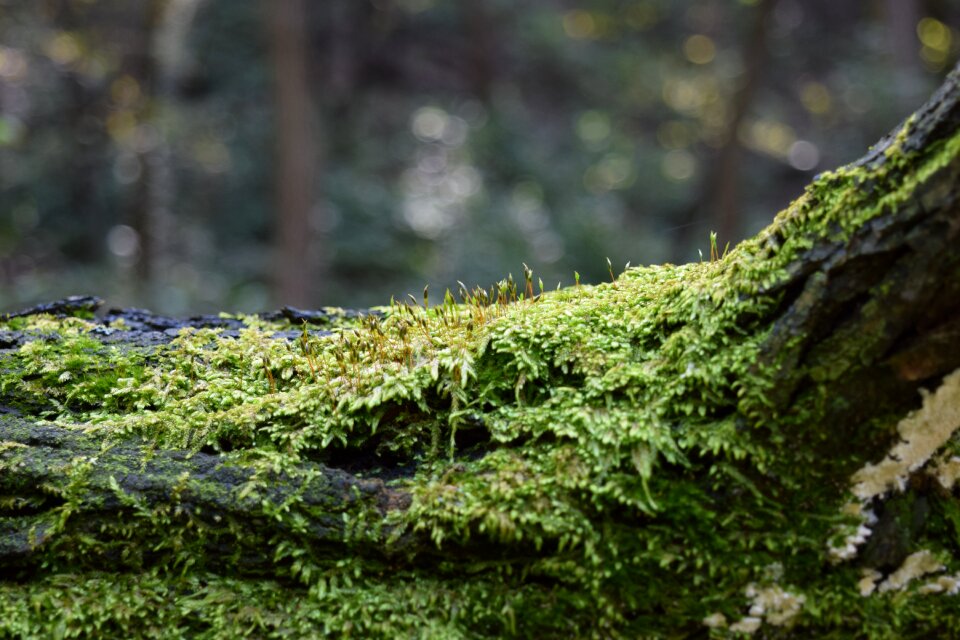 Forest nature and thu