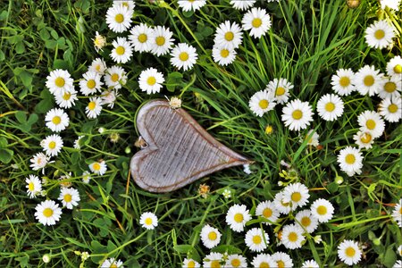 Daisies grass nature