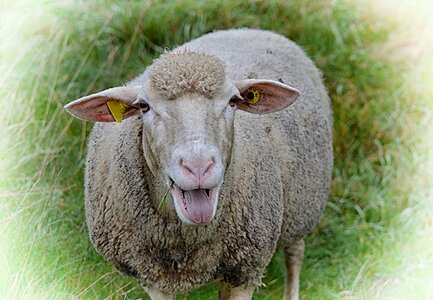 Meadow wool graze