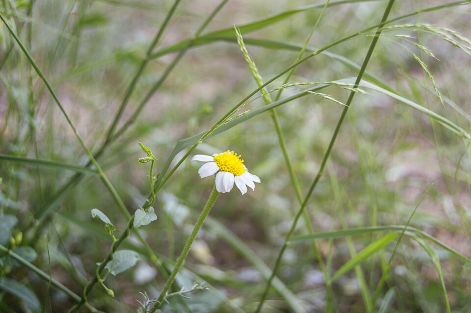 Wild flower flower summer