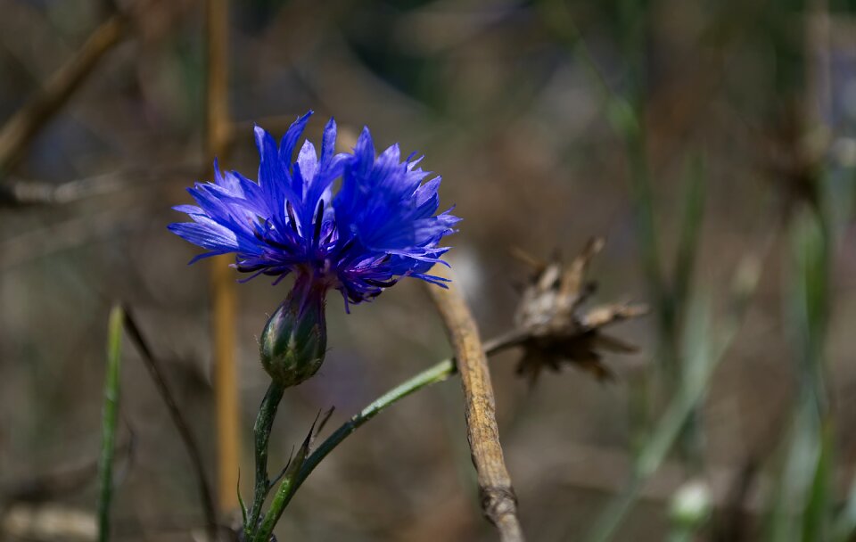 Nature blossom bloom