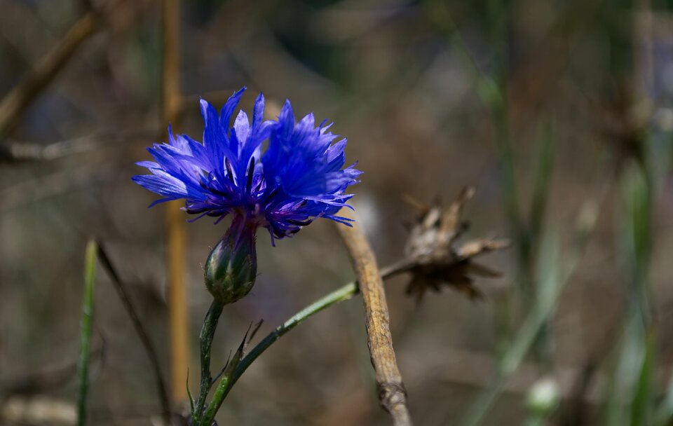 Nature blossom bloom photo