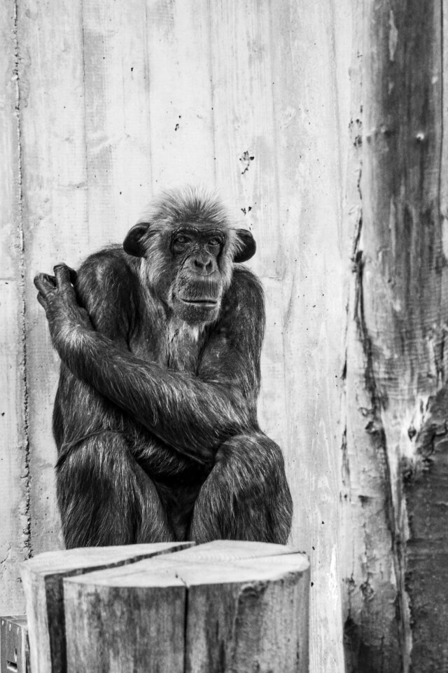 Ape animal thoughtful
