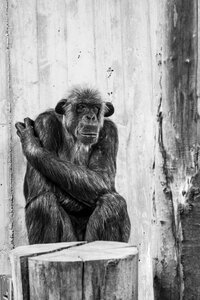 Ape animal thoughtful photo
