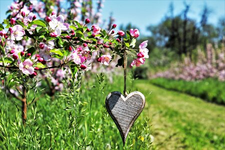 Wooden symbol spring photo