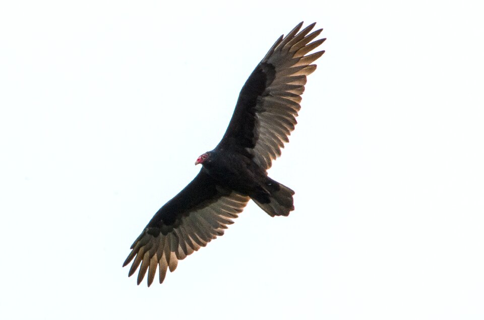Wildlife turkey buzzard fly