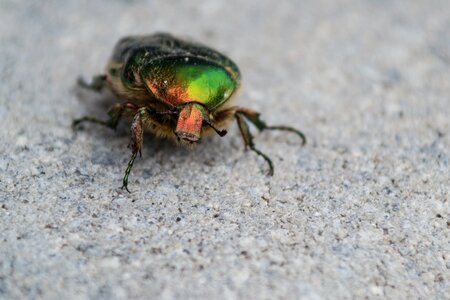 Nature macro green