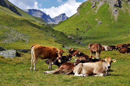 Pastures meadows summer