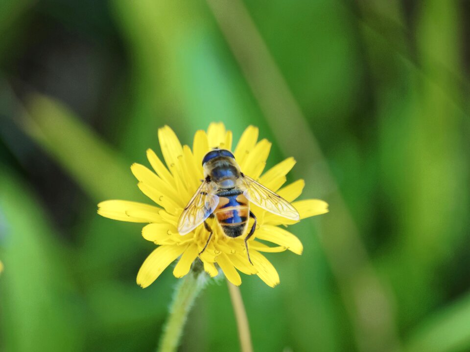 Eristalis tenax flies insects