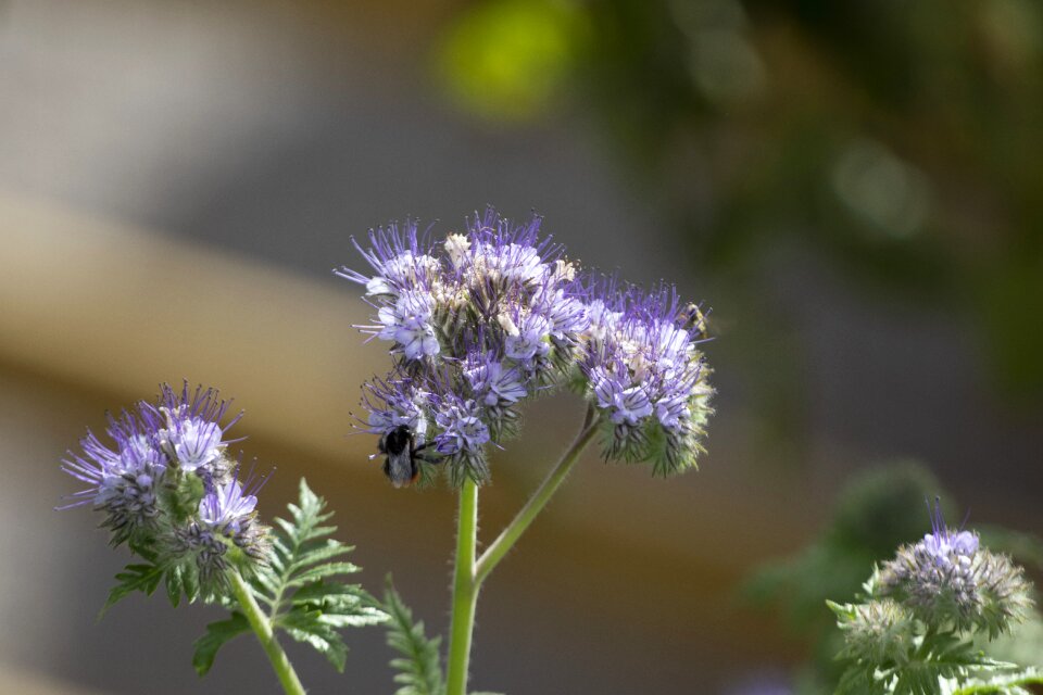 Flower wildflower plant