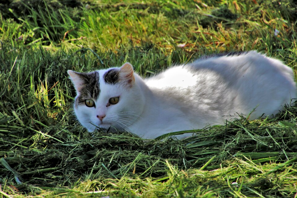 Grass skoszona animals nature