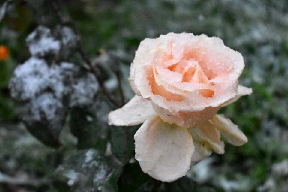Frost flower garden