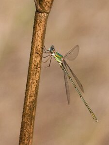 Flying insect branch lestes viridis photo