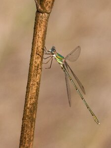 Flying insect branch lestes viridis