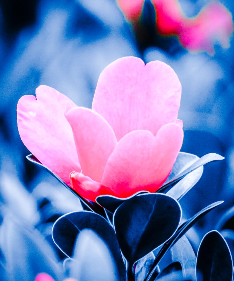 Flowering plant fresh