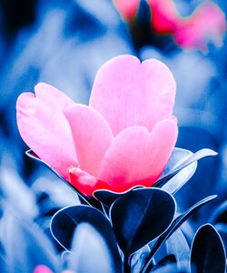 Flowering plant fresh