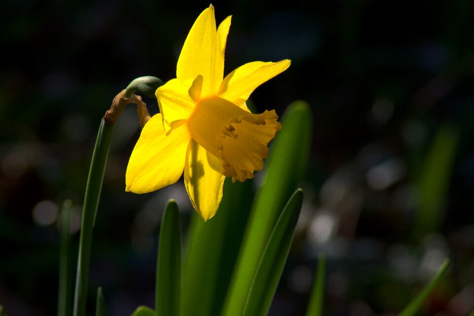 Plant flowers blossom