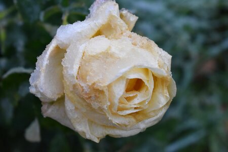 Frost flower garden