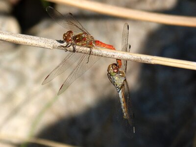 Mating sympetrum striolatum branch photo