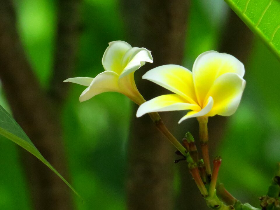 Flowering plant fresh