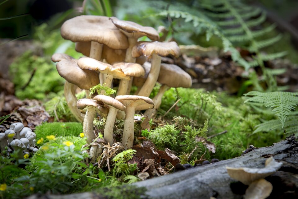 Mushroom nature moss