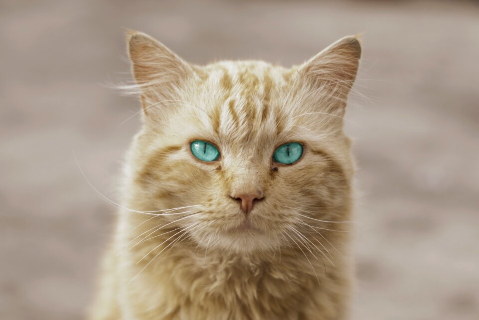 Artistic portrait feline photo