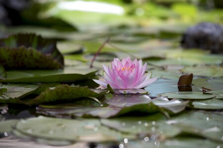 Flower aquatic plants summer