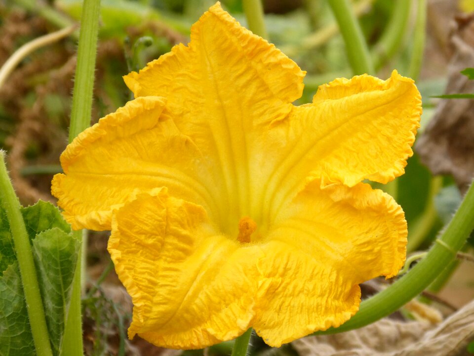 Squash blossom yellow beauty