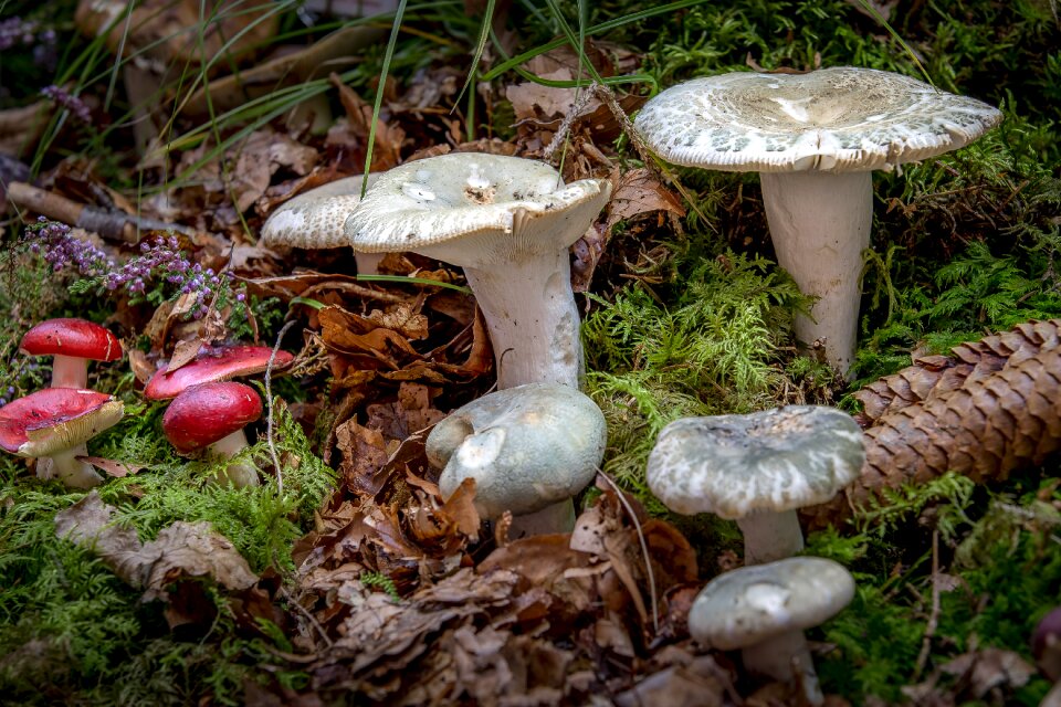 Green gefelderter russula russula disc fungus photo