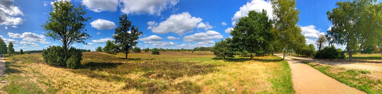 Heathland heather landscape photo