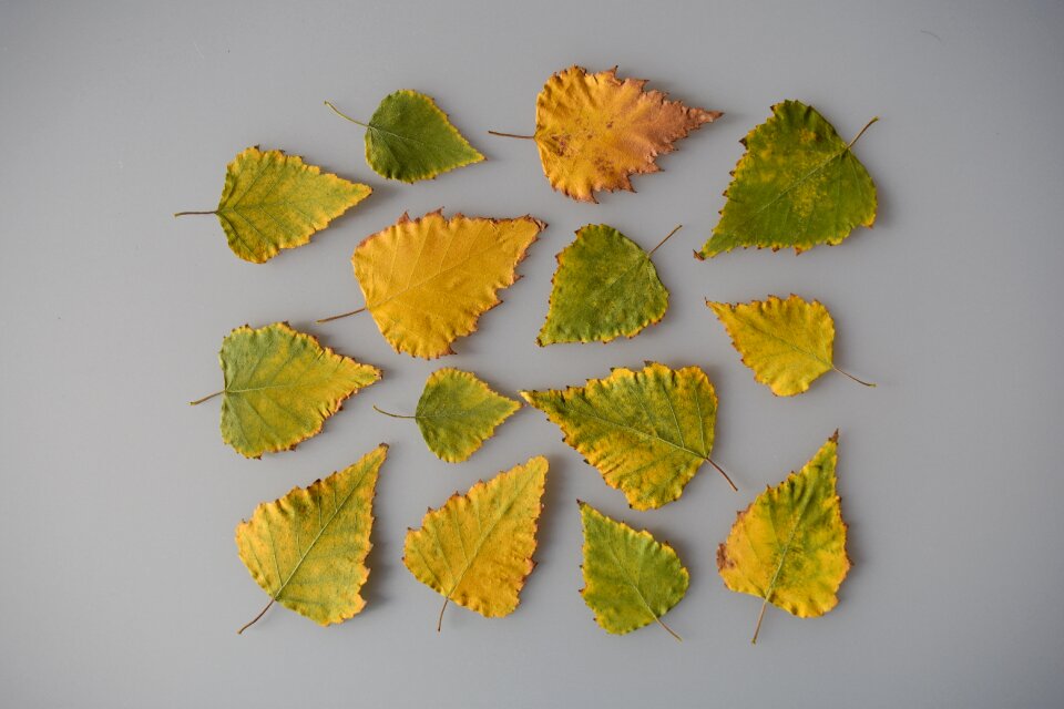 Green multi colored autumn
