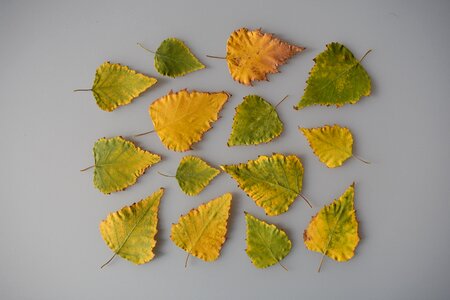 Green multi colored autumn