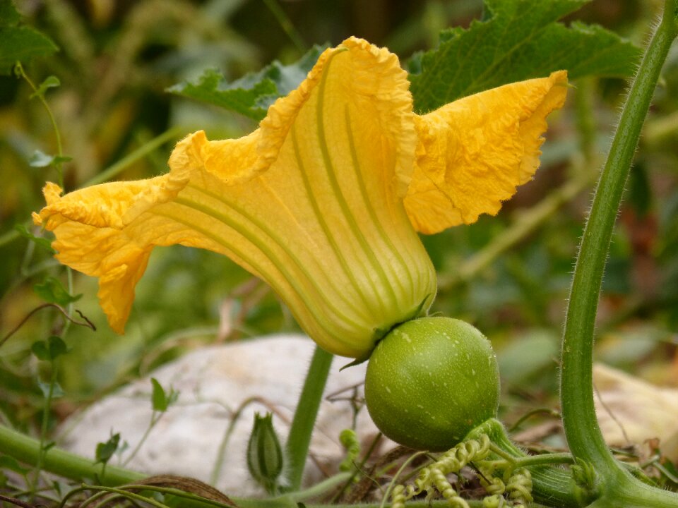 Squash blossom yellow beauty